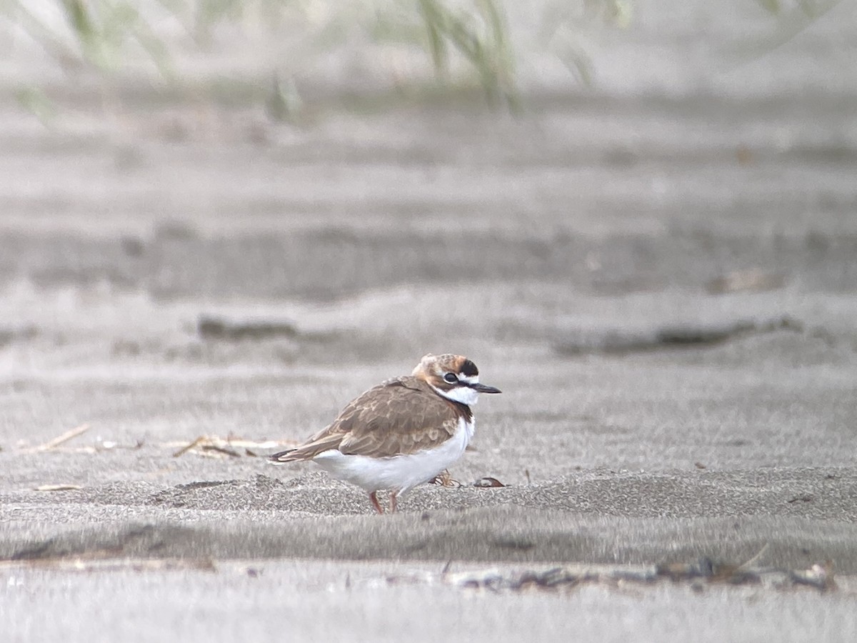Collared Plover - ML639351396