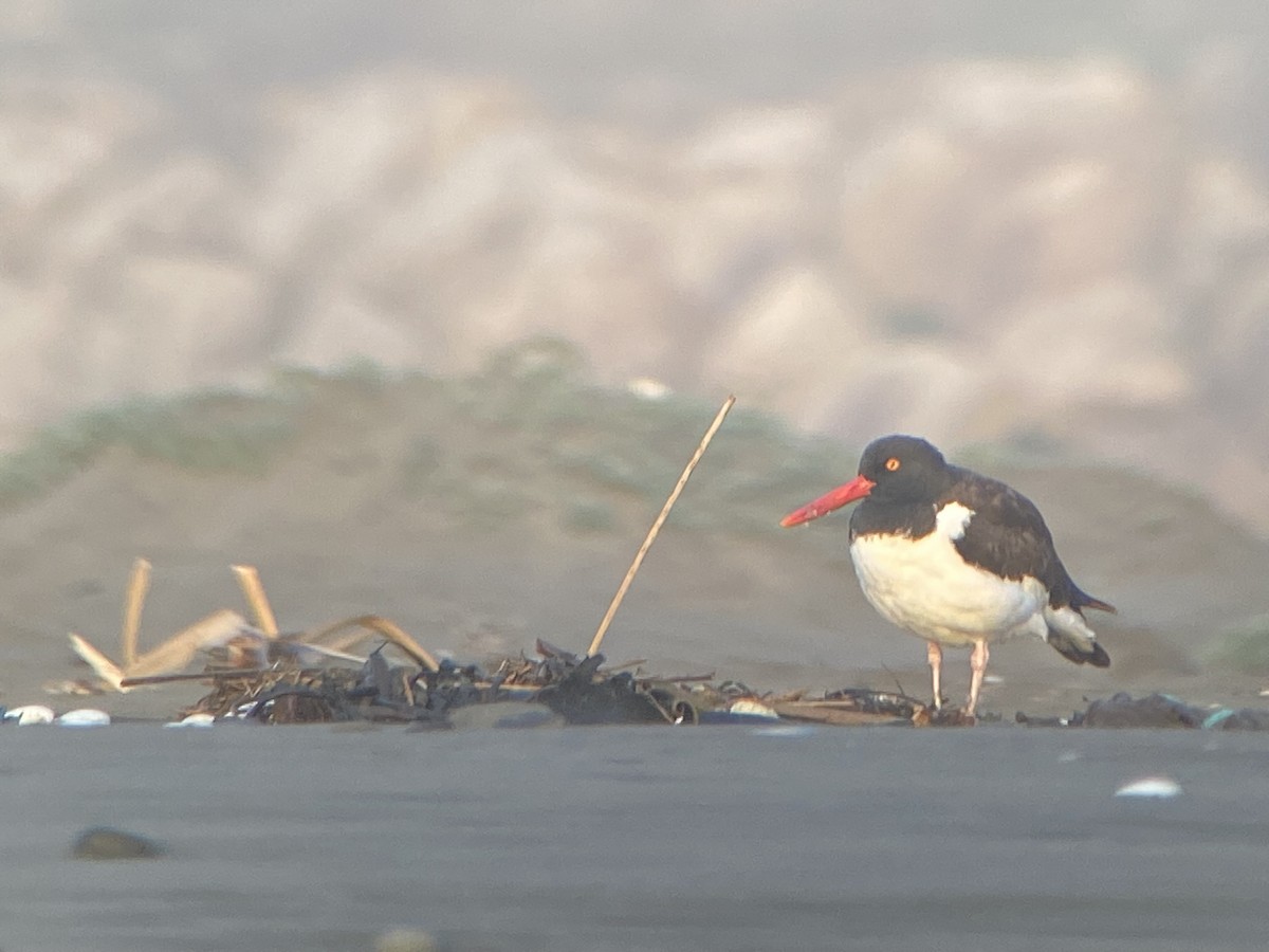 American Oystercatcher - ML639351429