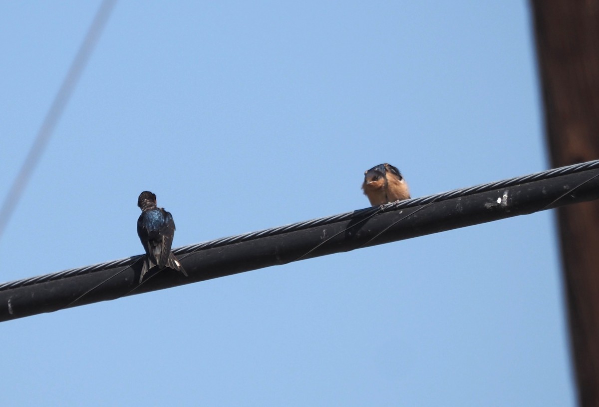 låvesvale (erythrogaster) - ML639351581