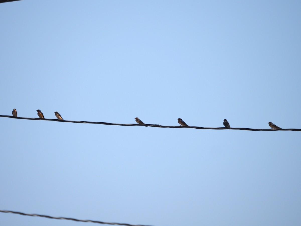 låvesvale (erythrogaster) - ML639351585