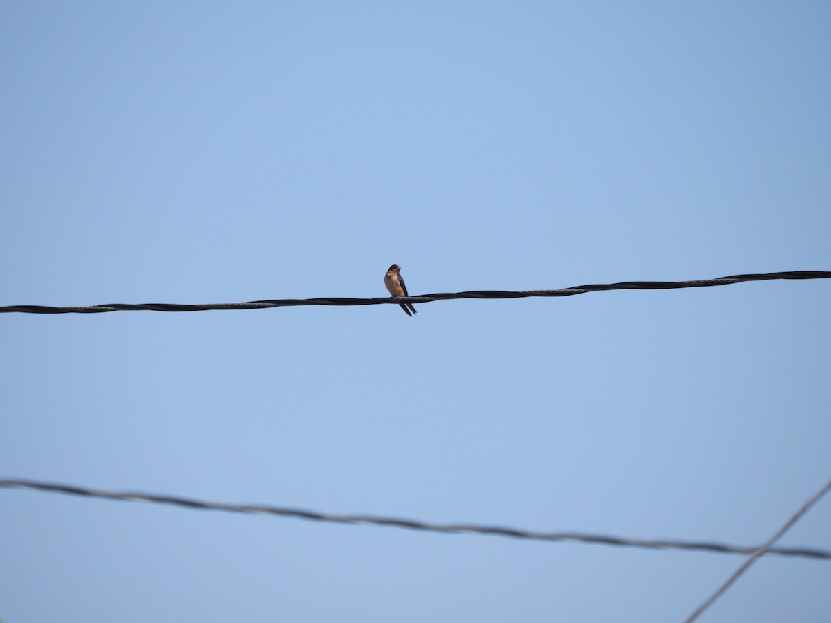 låvesvale (erythrogaster) - ML639351586