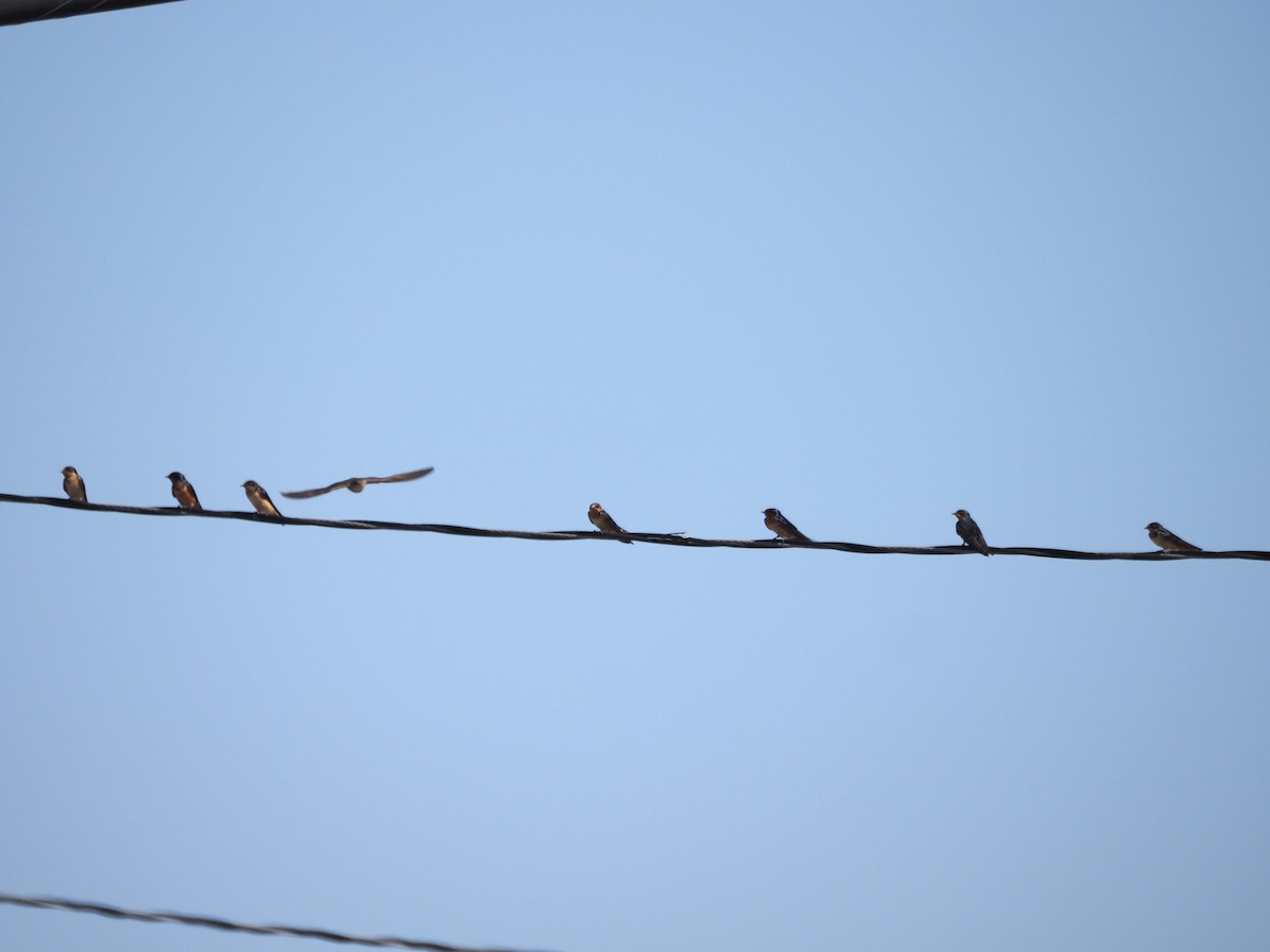 låvesvale (erythrogaster) - ML639351587