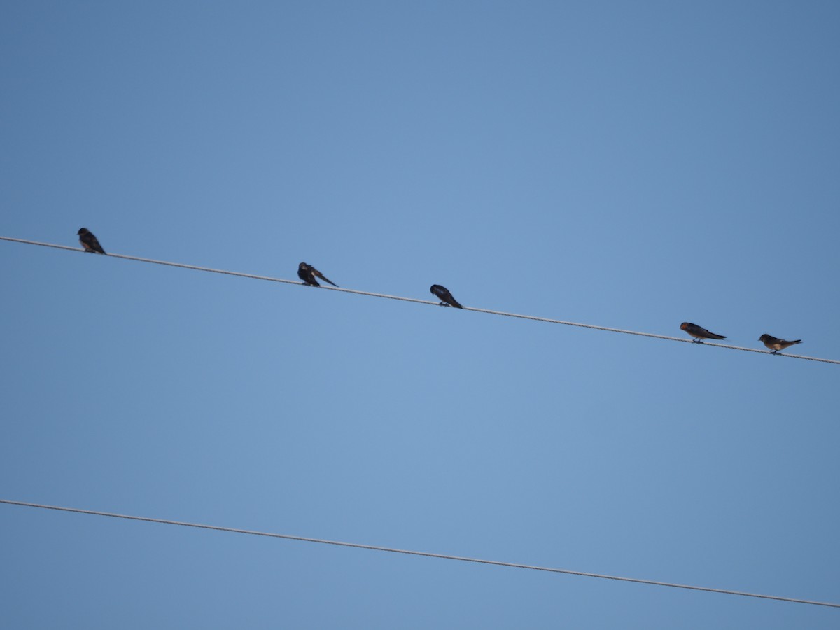 låvesvale (erythrogaster) - ML639351588
