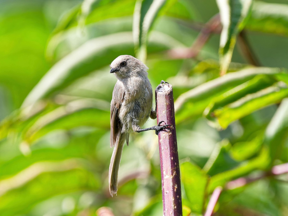 Bushtit (Pacific) - ML639351601