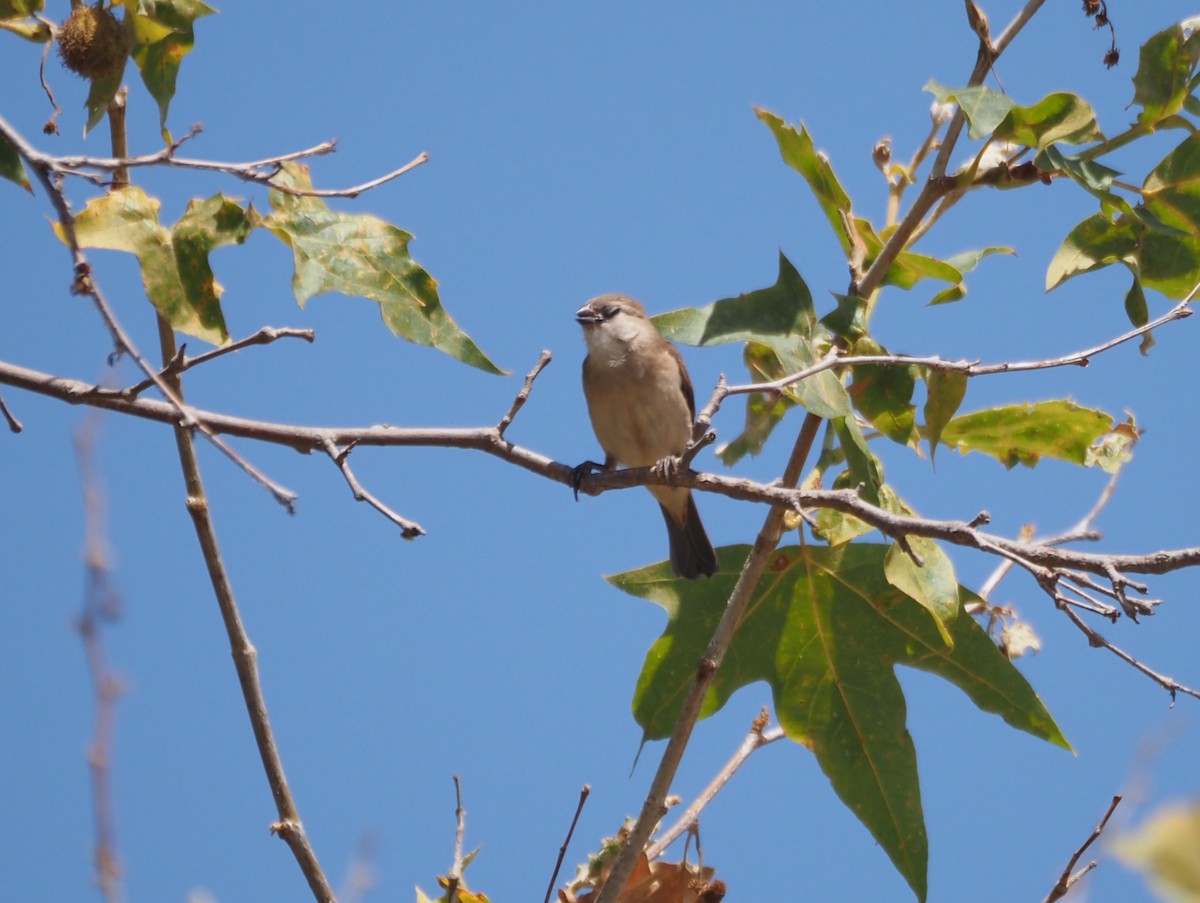 muskatnonne (punctulata) - ML639351640