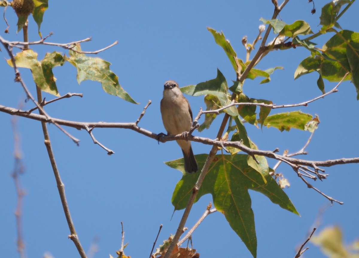 muskatnonne (punctulata) - ML639351641