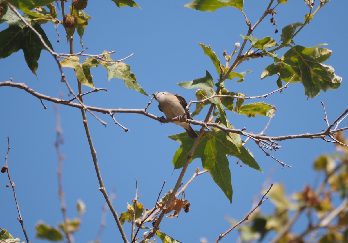 muskatnonne (punctulata) - ML639351642