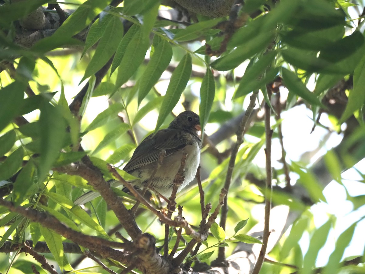 vinterjunko (oreganus gr.) - ML639351656