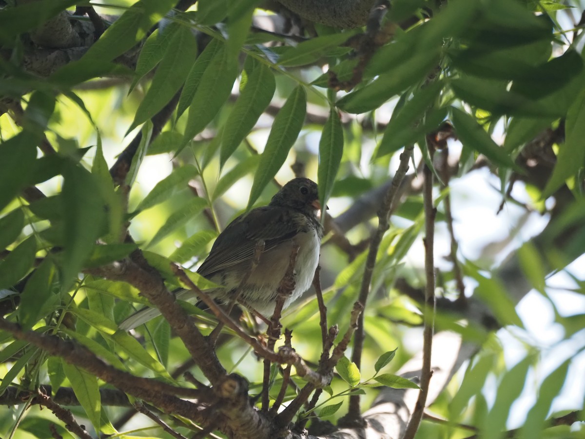 vinterjunko (oreganus gr.) - ML639351657