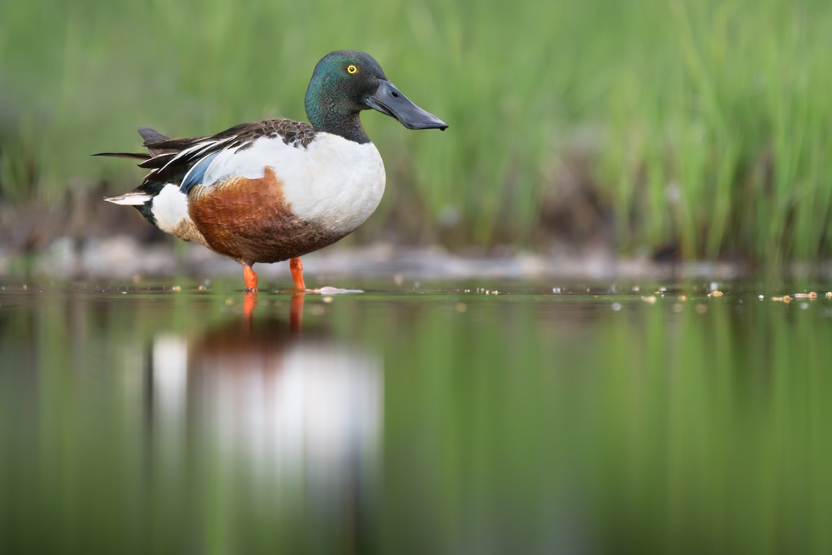 Northern Shoveler - ML639351683