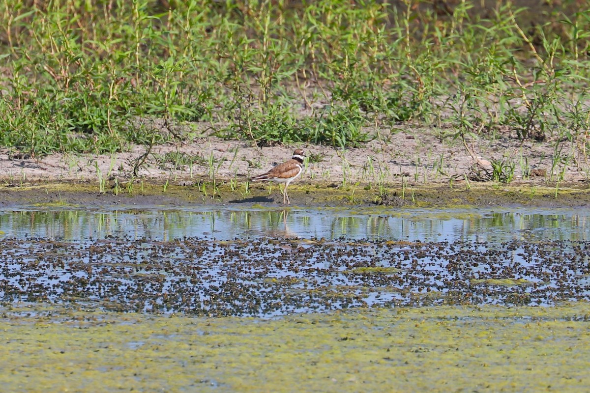 Killdeer - ML639351685