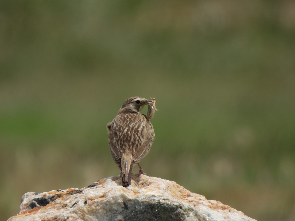 Horned Lark - ML639351705