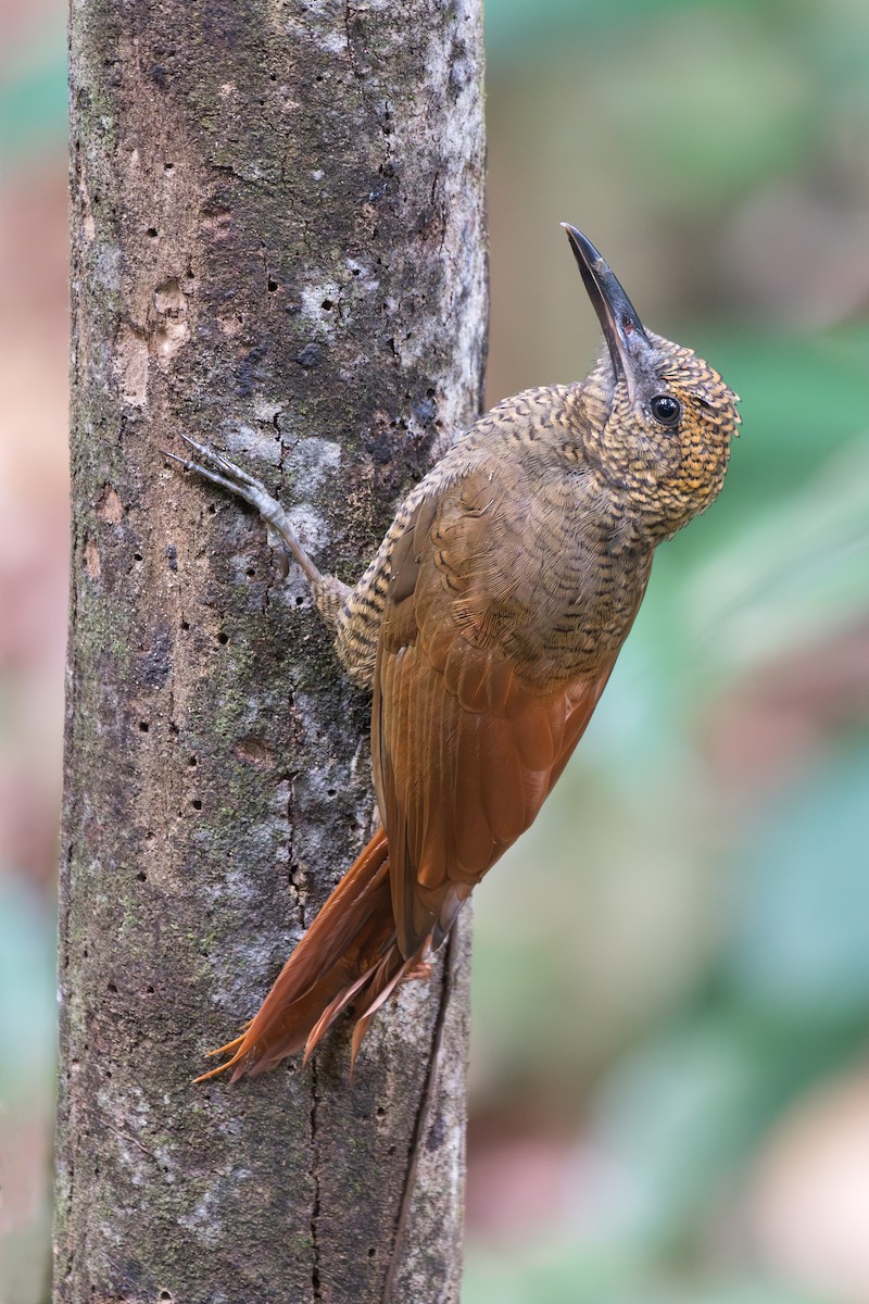 Northern Barred-Woodcreeper - ML639351727
