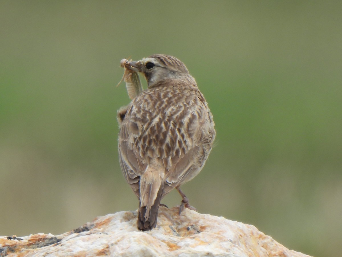 Horned Lark - ML639351728