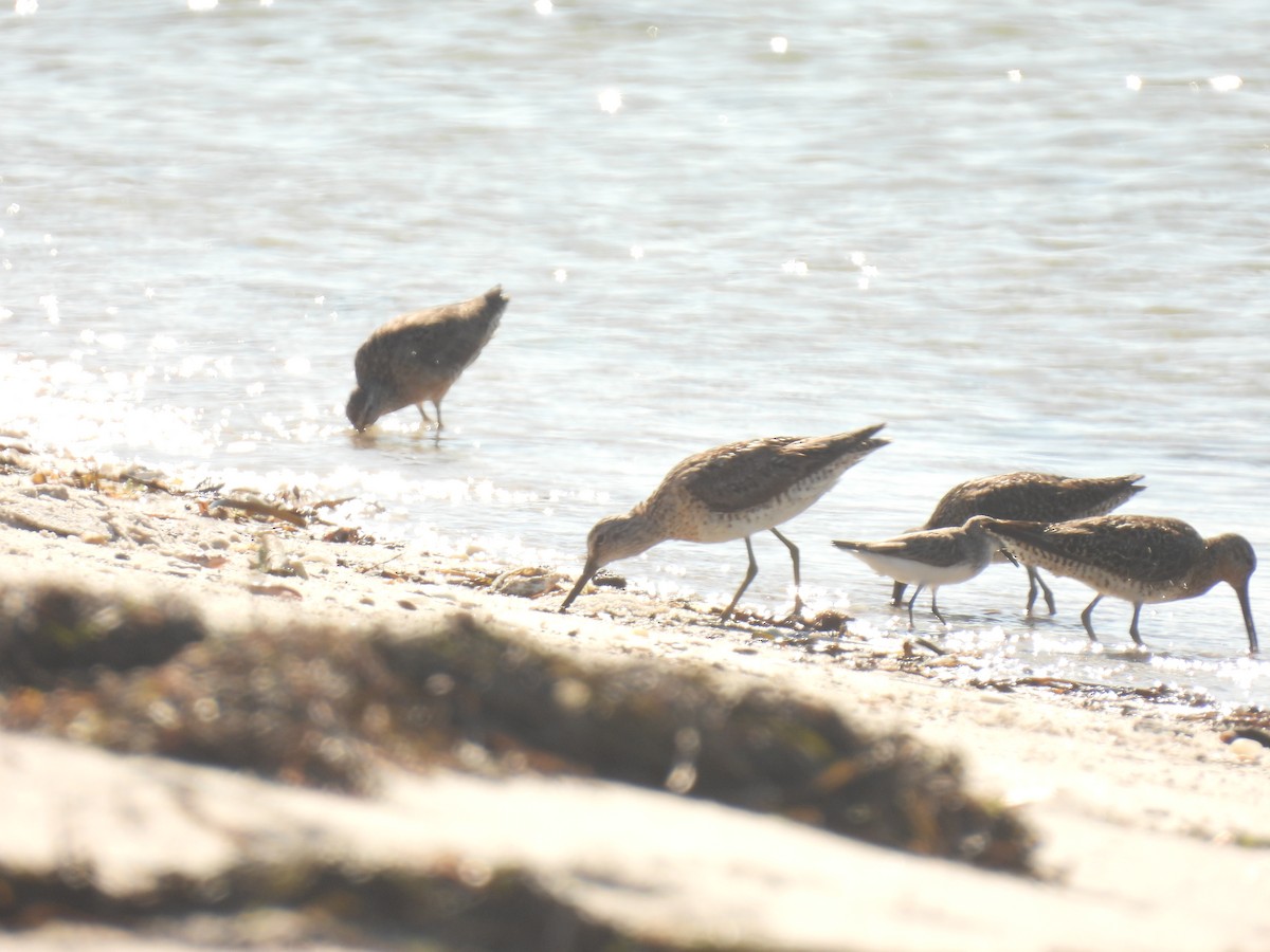 Short-billed Dowitcher - ML639351758