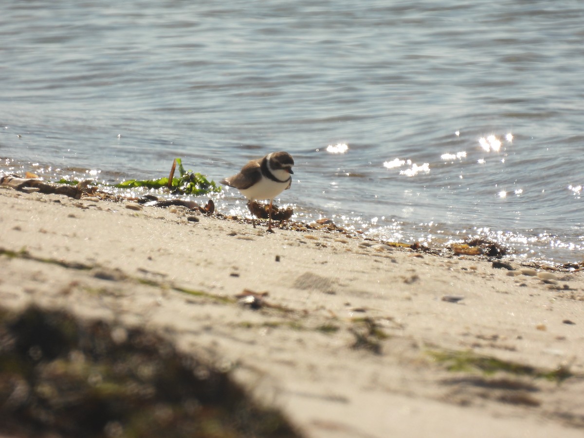 Semipalmated Plover - ML639351771