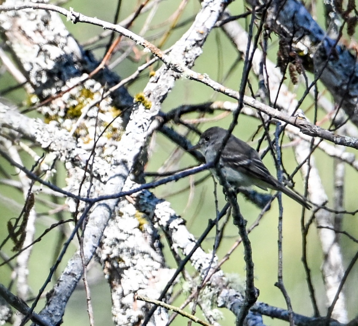 Willow Flycatcher - ML639351849