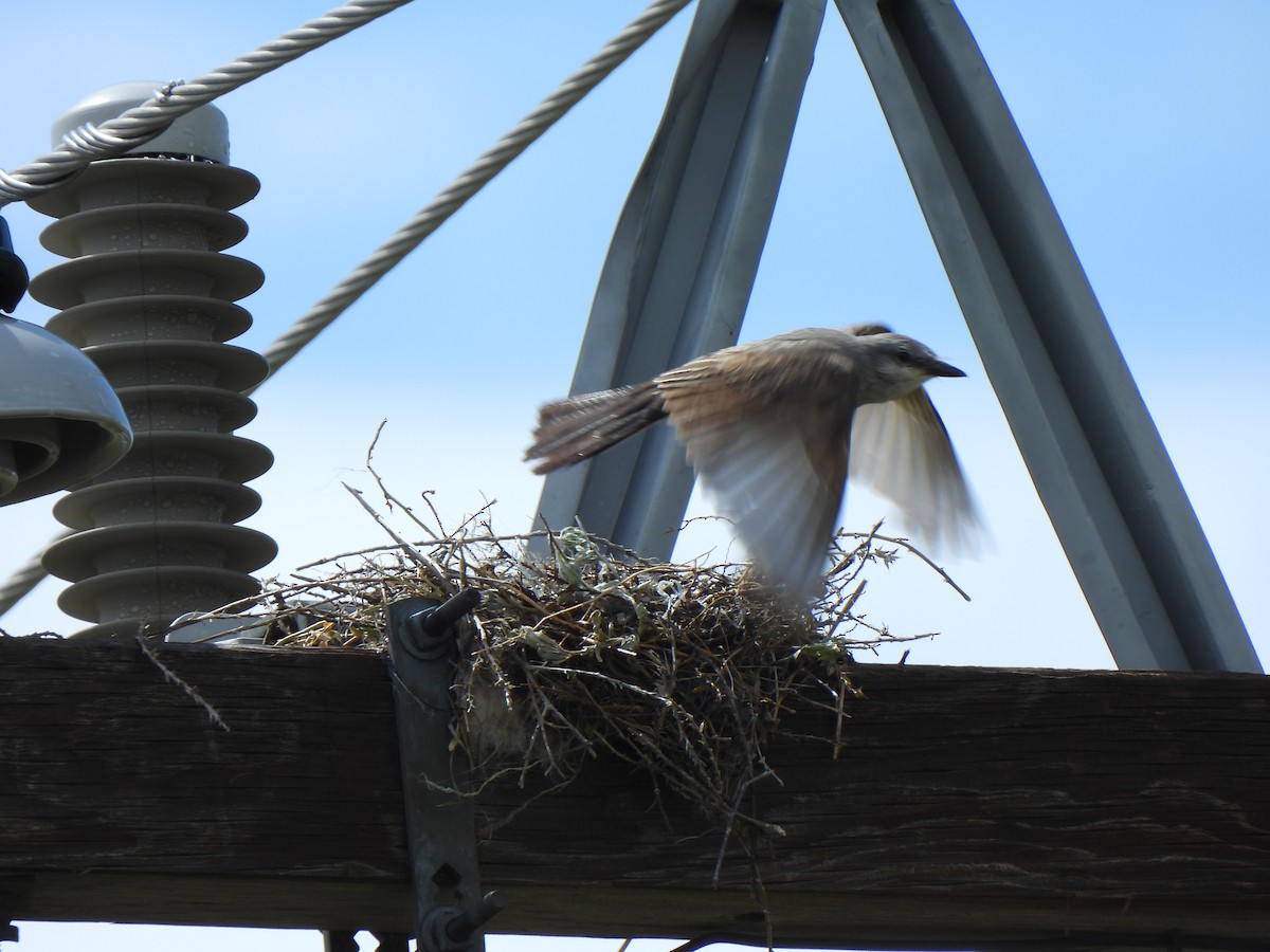 Western Kingbird - ML639351863