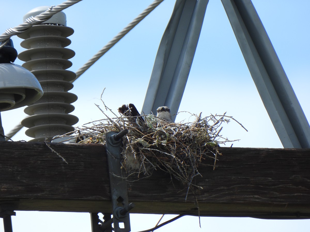 Western Kingbird - ML639351876