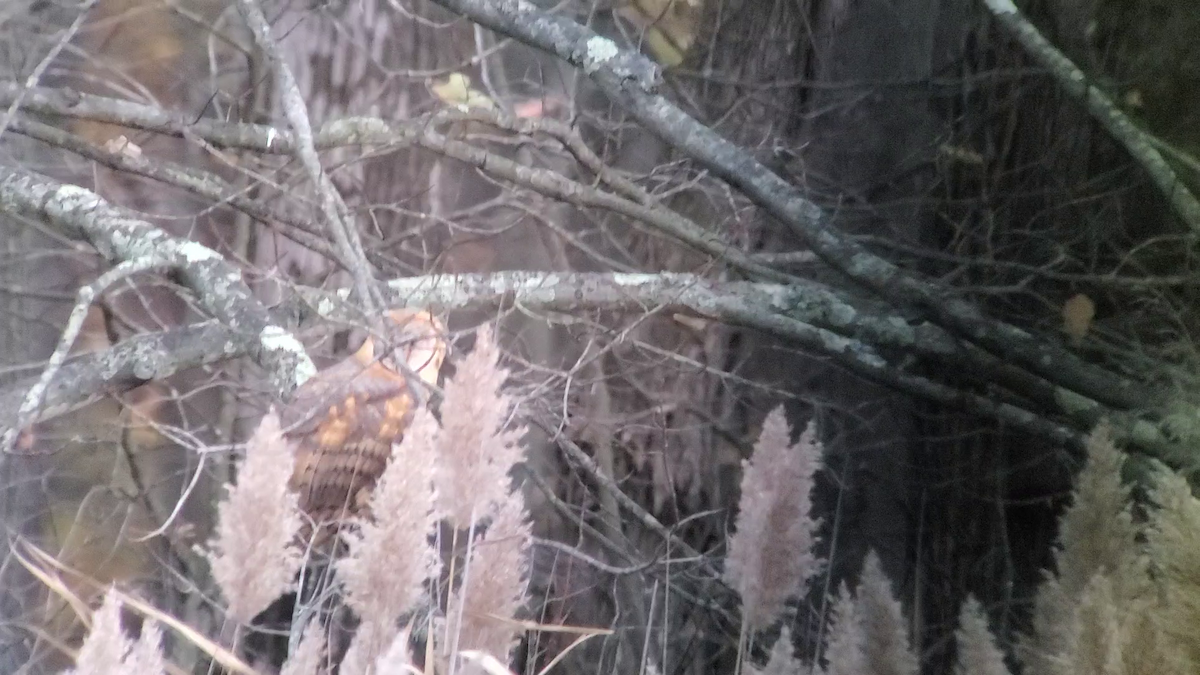 American Barn Owl (American) - ML639351982