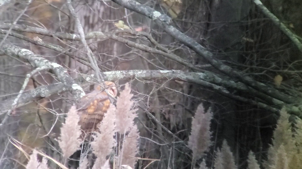 American Barn Owl (American) - ML639351983