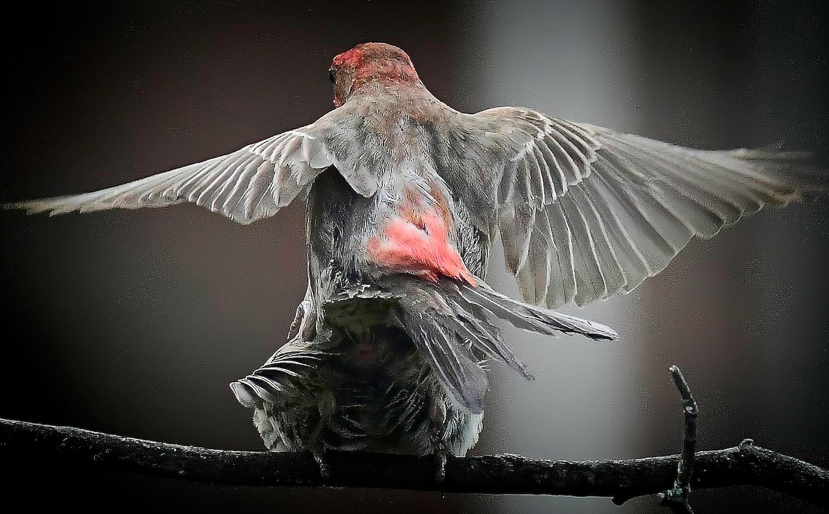 hýl rudoprsý - ML639352030