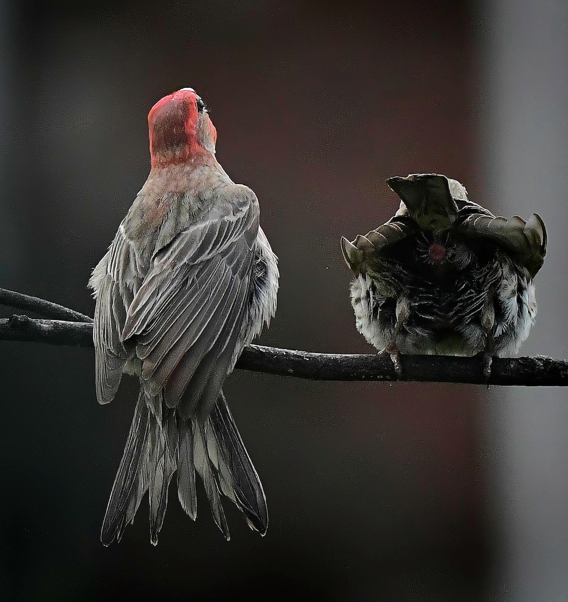 hýl rudoprsý - ML639352033