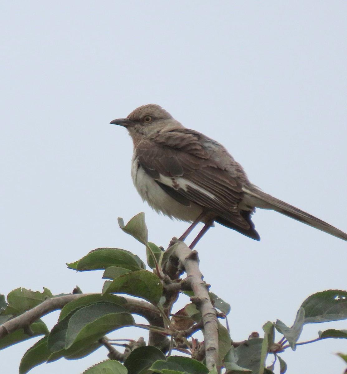 Northern Mockingbird - ML639352047