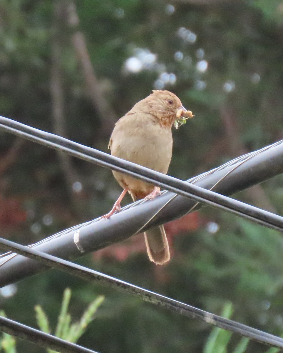 California Towhee - ML639352104