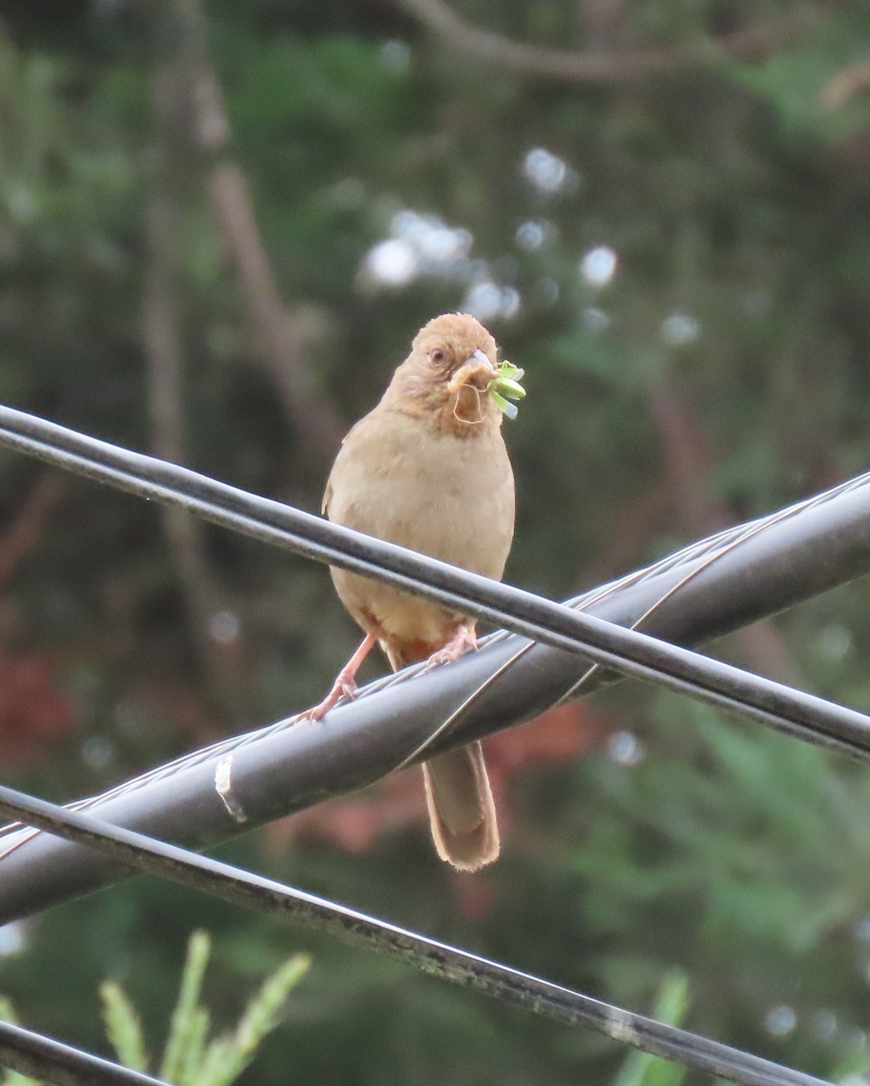 California Towhee - ML639352105