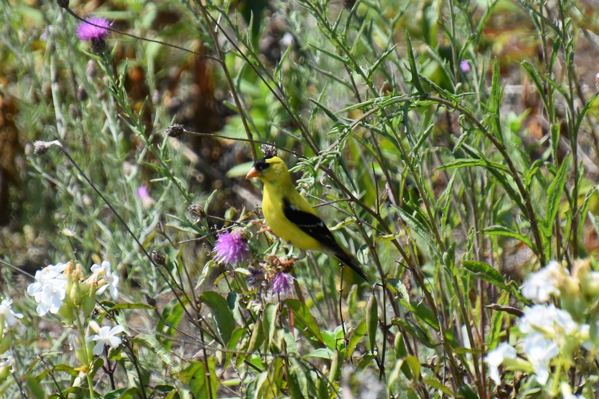 Chardonneret jaune - ML639352124