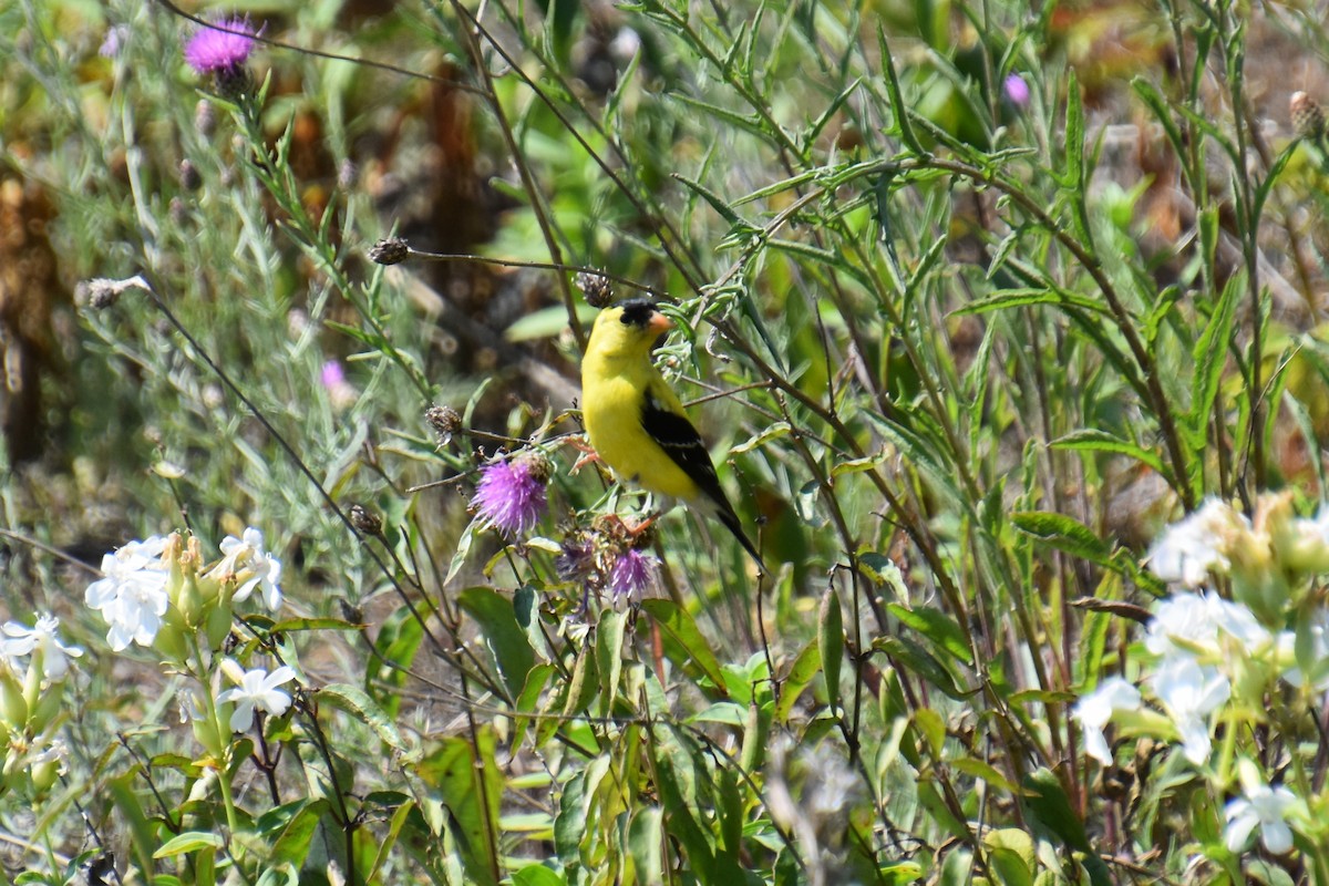 Chardonneret jaune - ML639352125