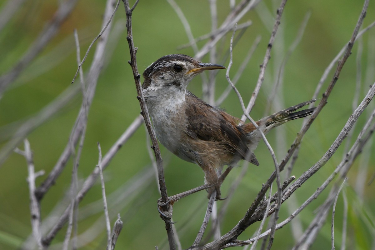 Marsh Wren - ML639352181