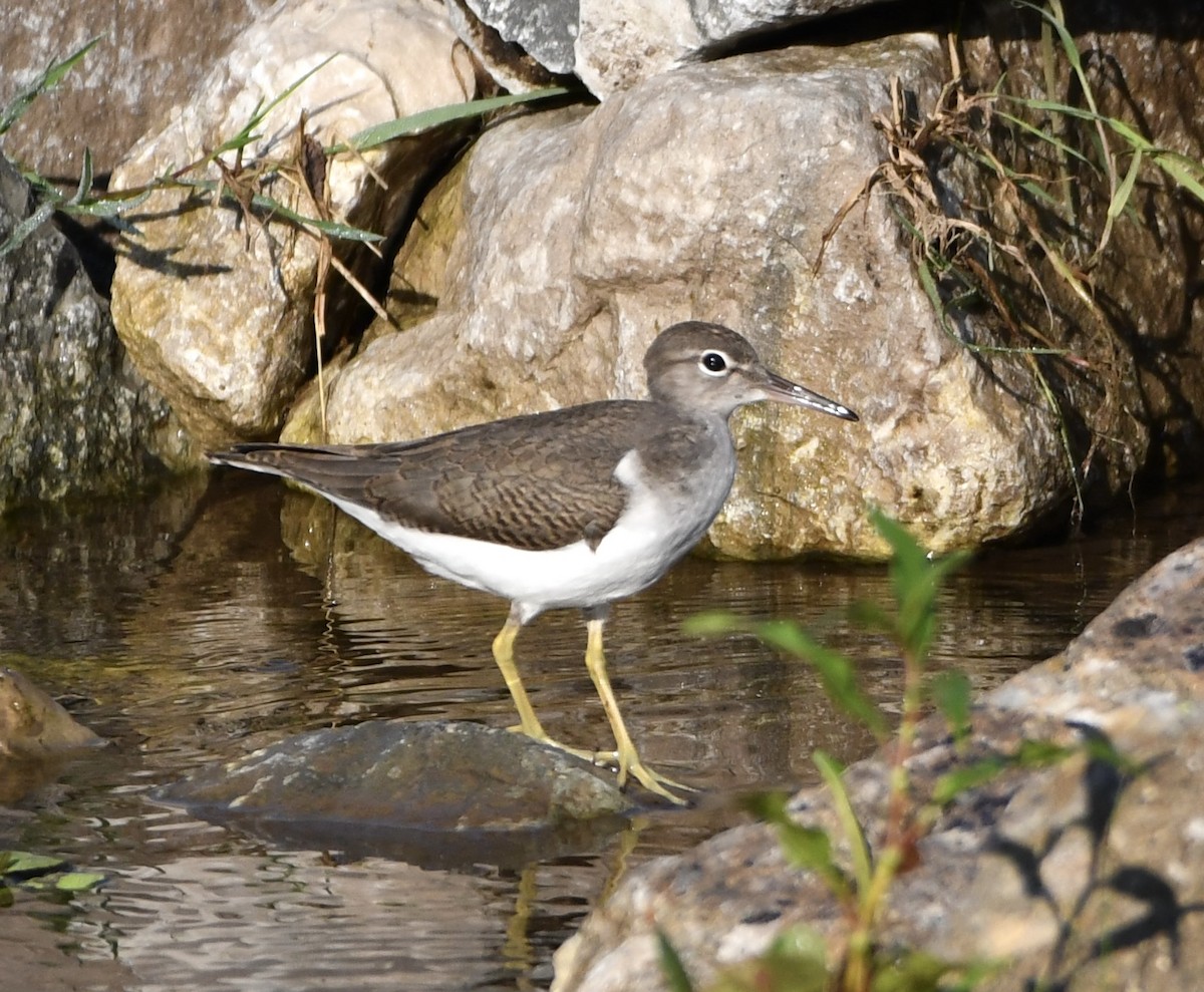 Spotted Sandpiper - ML639352213