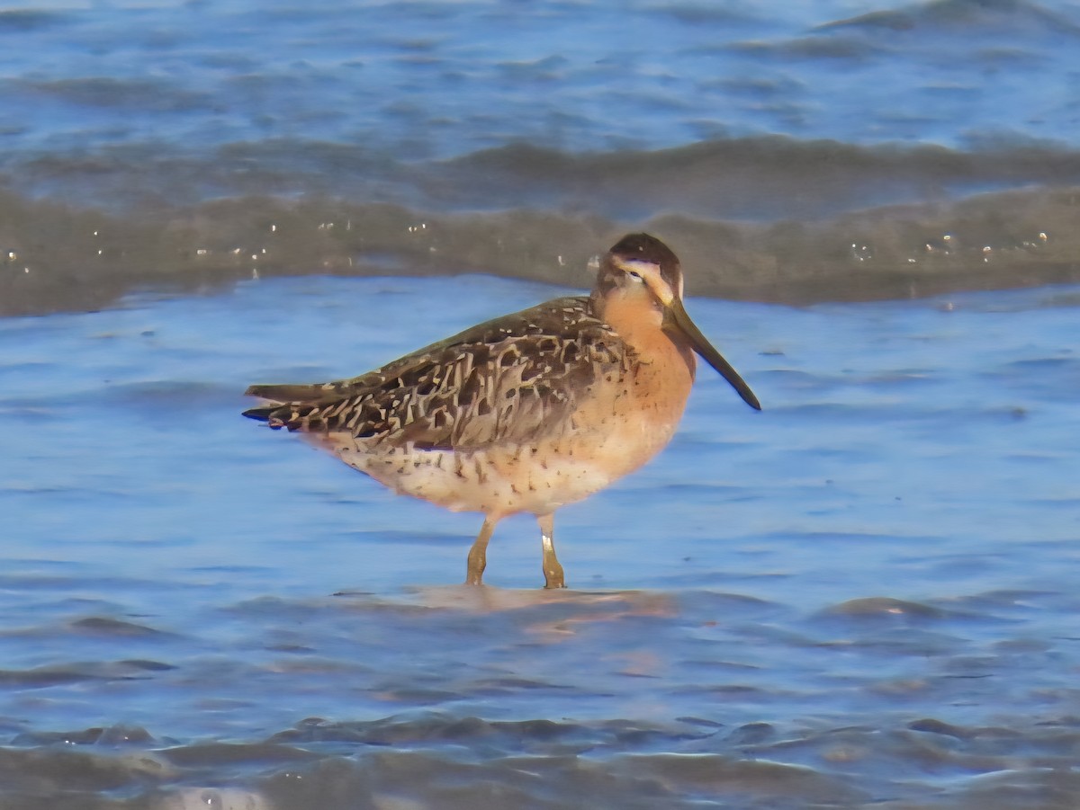 Short-billed Dowitcher - ML639352242