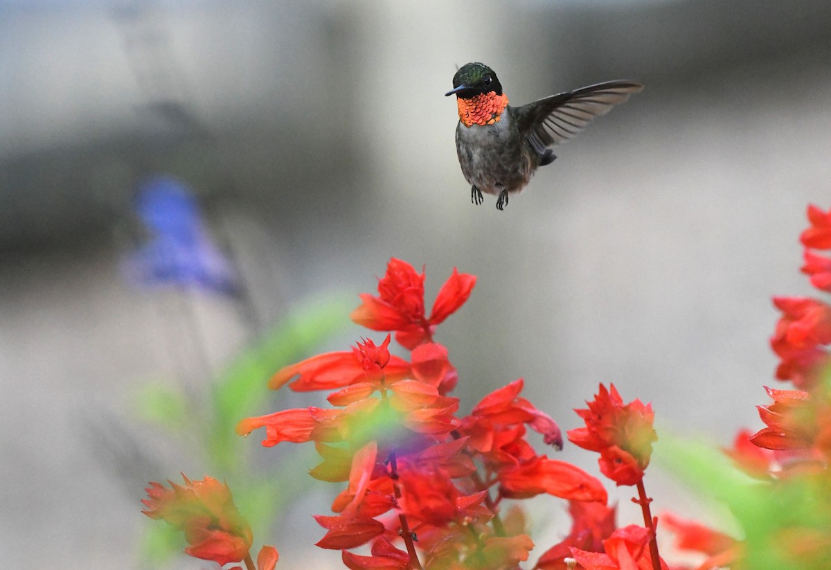 Ruby-throated Hummingbird - ML639352356