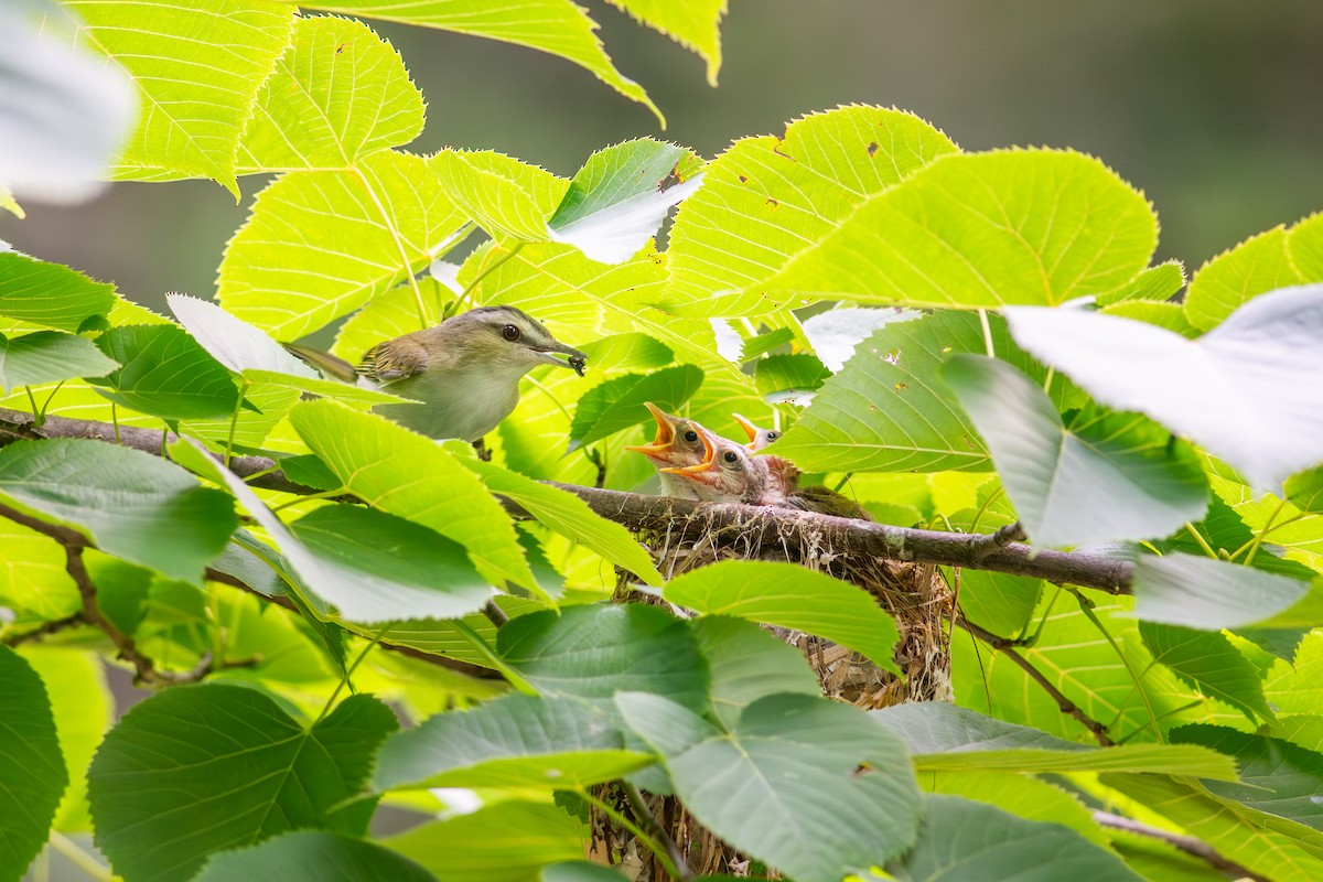 Red-eyed Vireo - Peter Mundale
