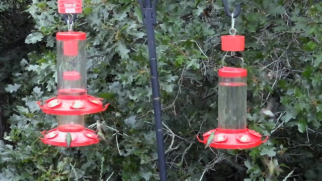Broad-tailed Hummingbird - ML639352366