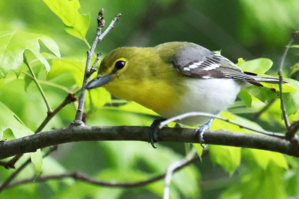 Yellow-throated Vireo - ML639352400