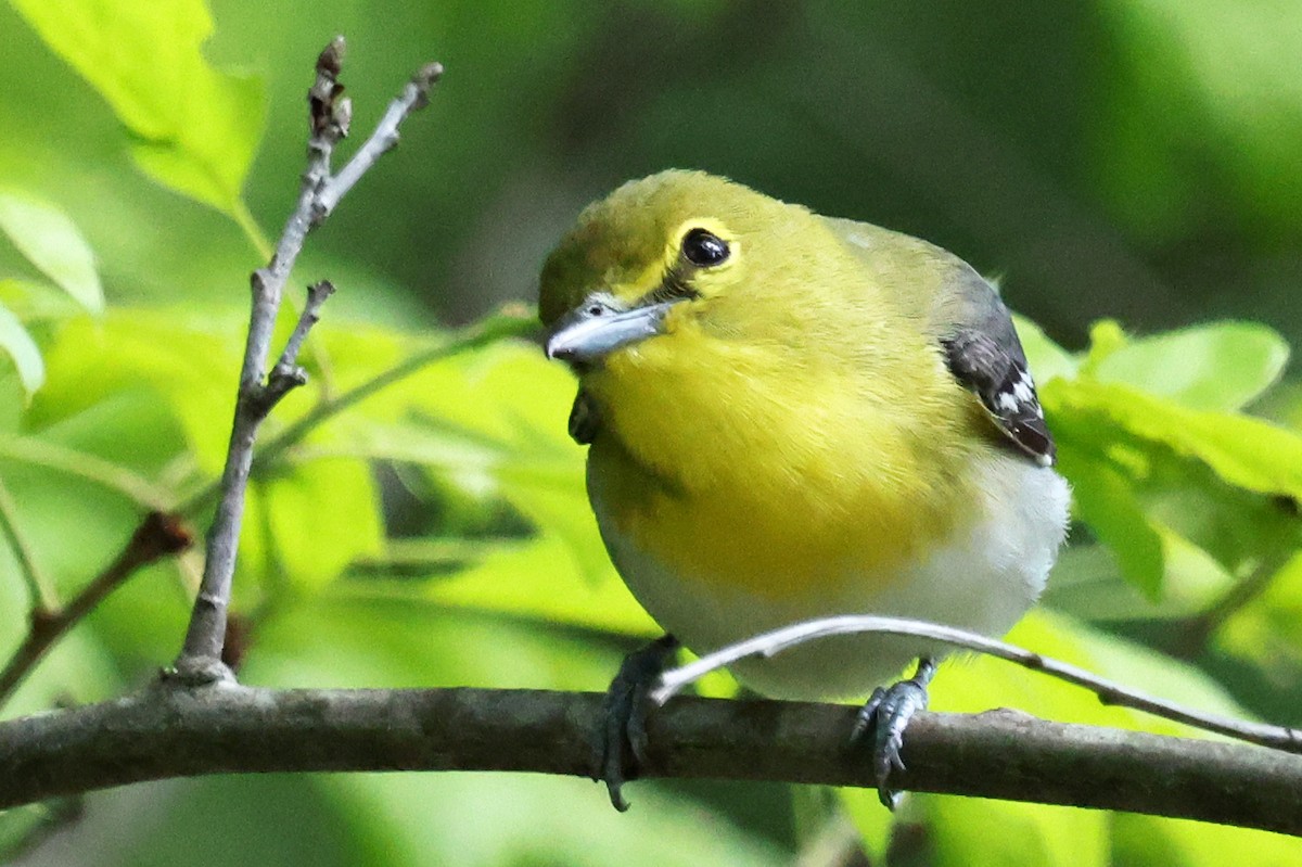 Yellow-throated Vireo - ML639352401