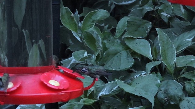 Calliope Hummingbird - ML639352428