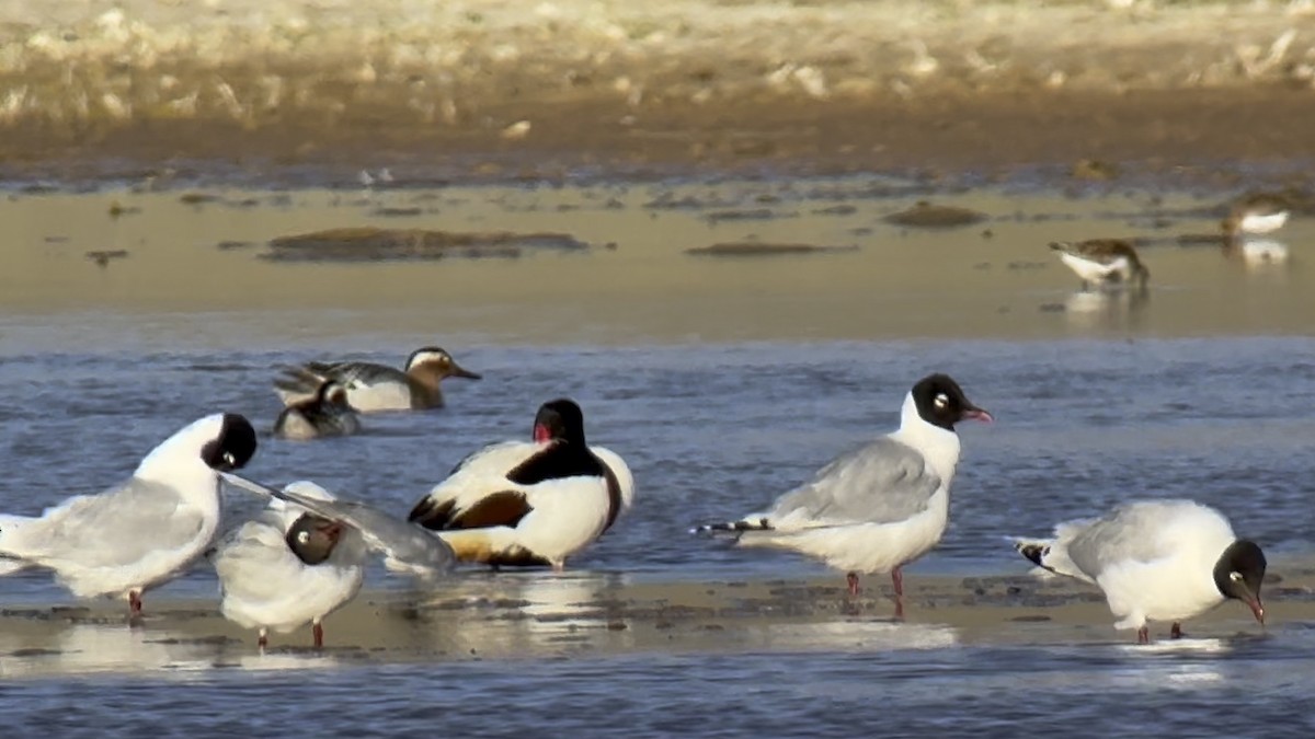 Mouette relique - ML639352480
