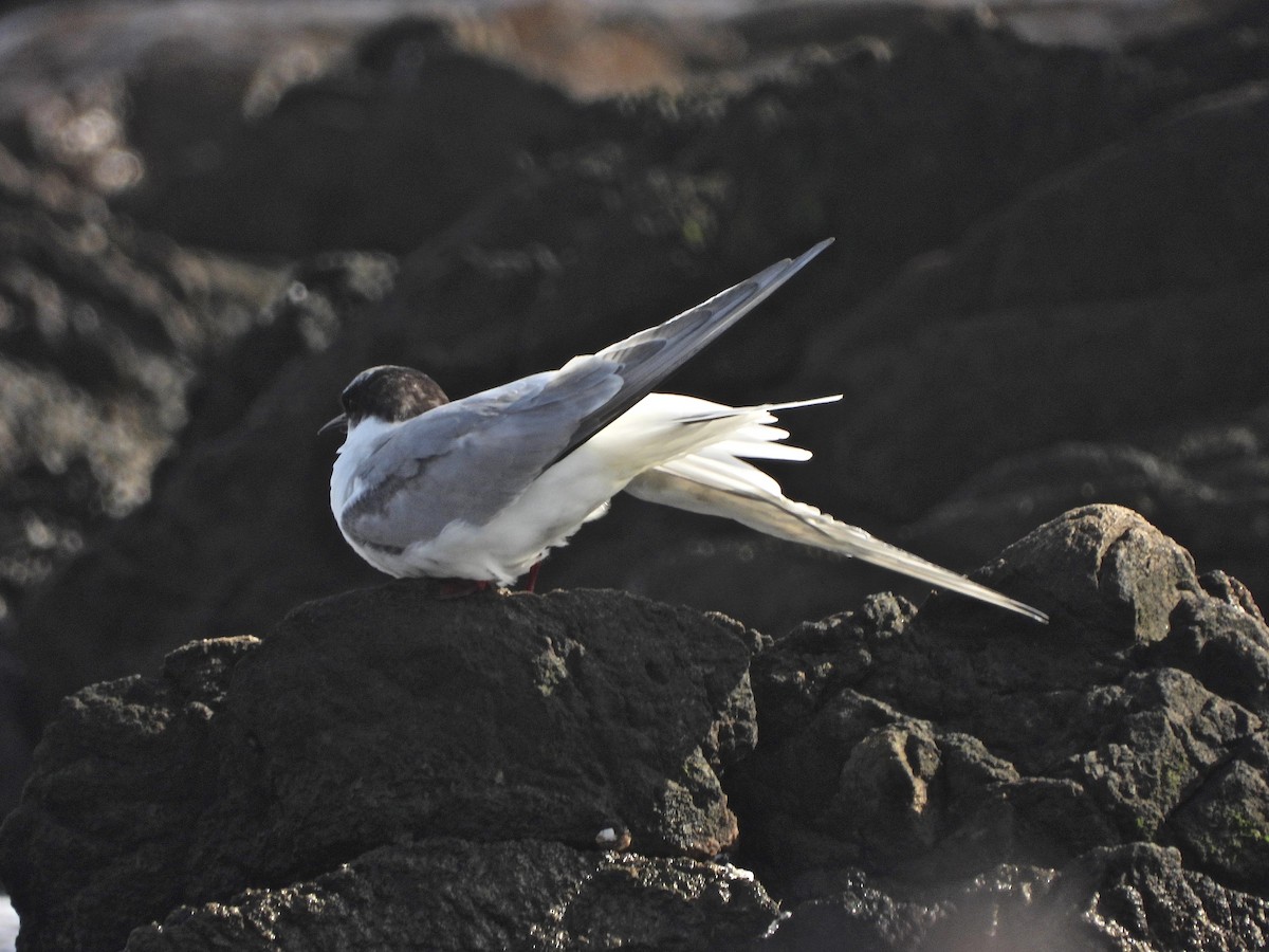 Arctic Tern - ML639352486