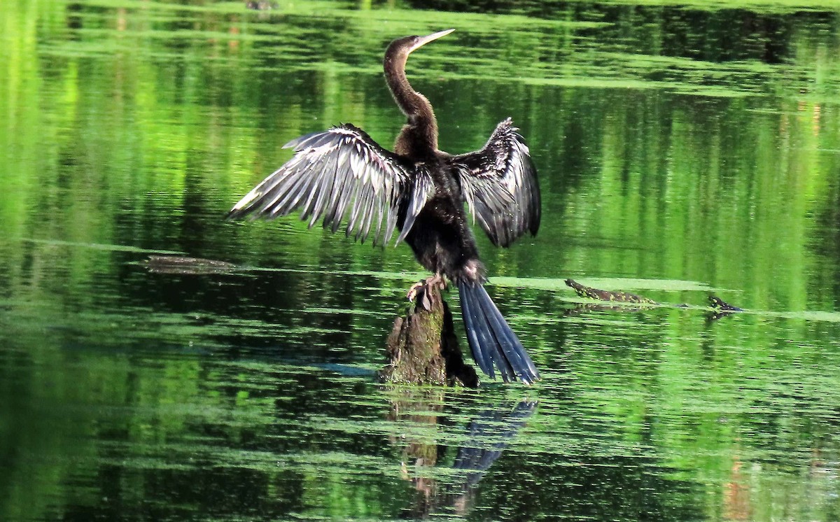 アメリカヘビウ - ML639352499