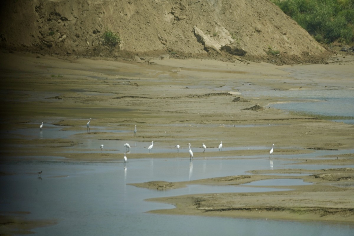 Snowy Egret - ML639352548
