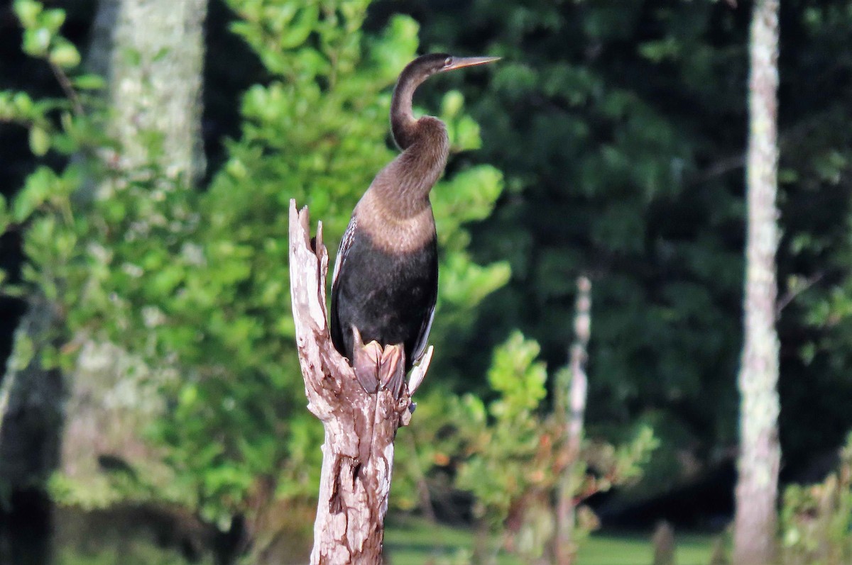 アメリカヘビウ - ML639352573