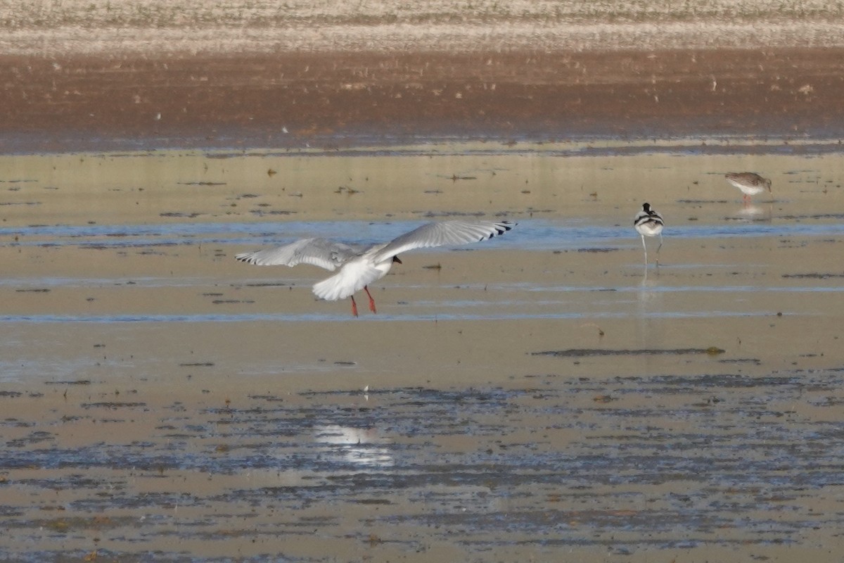 Mouette relique - ML639352594
