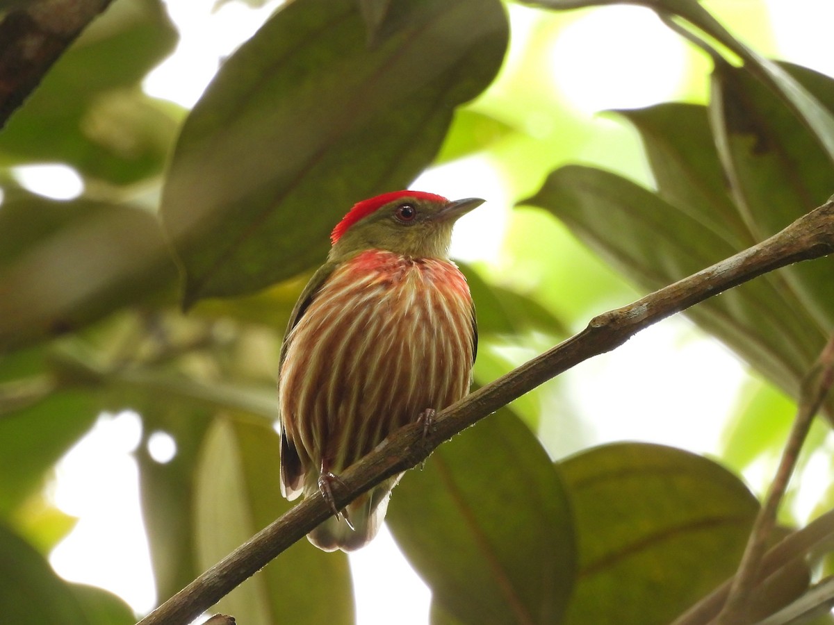 rødstripemanakin - ML639352655