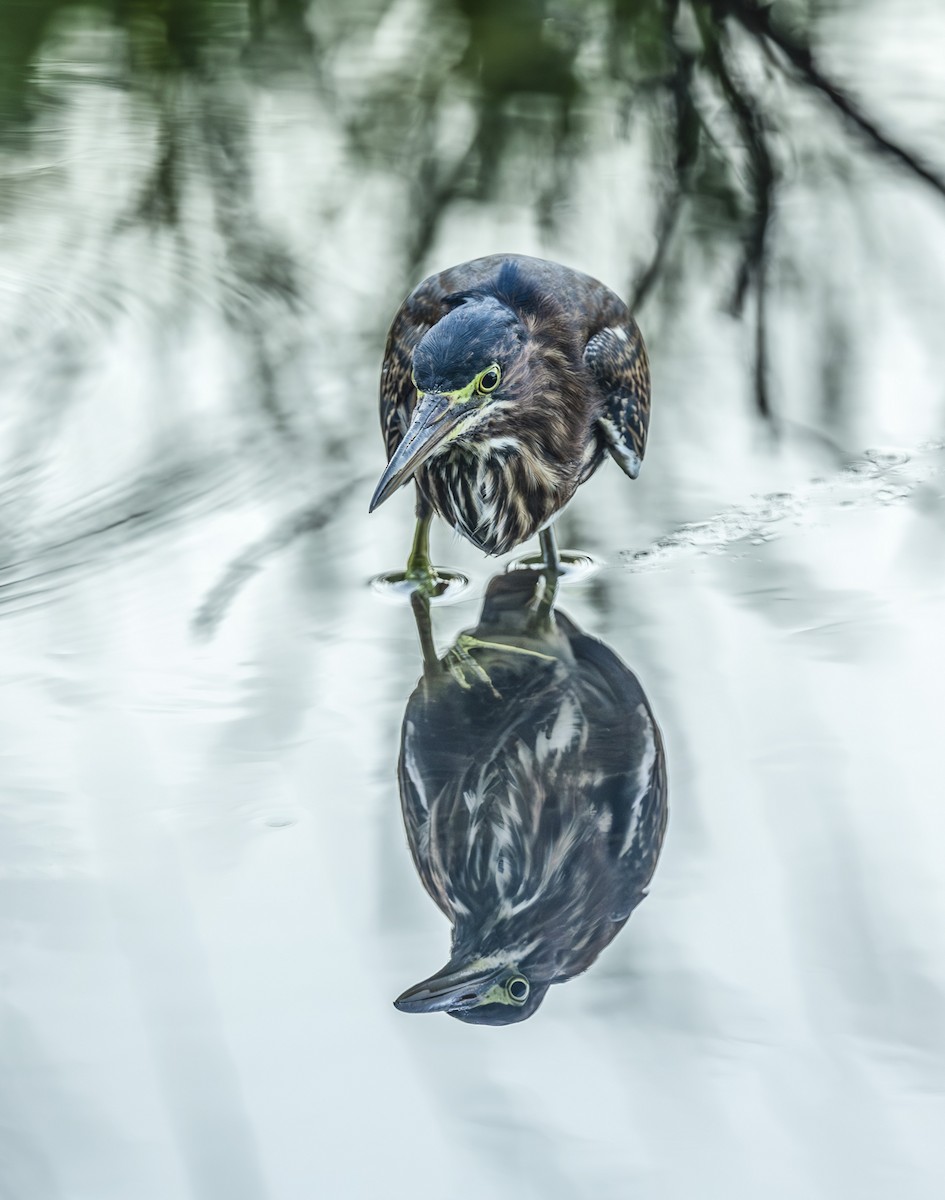 Green Heron - ML639352676
