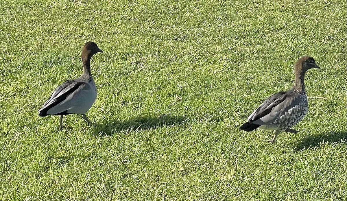 Maned Duck - ML639352726